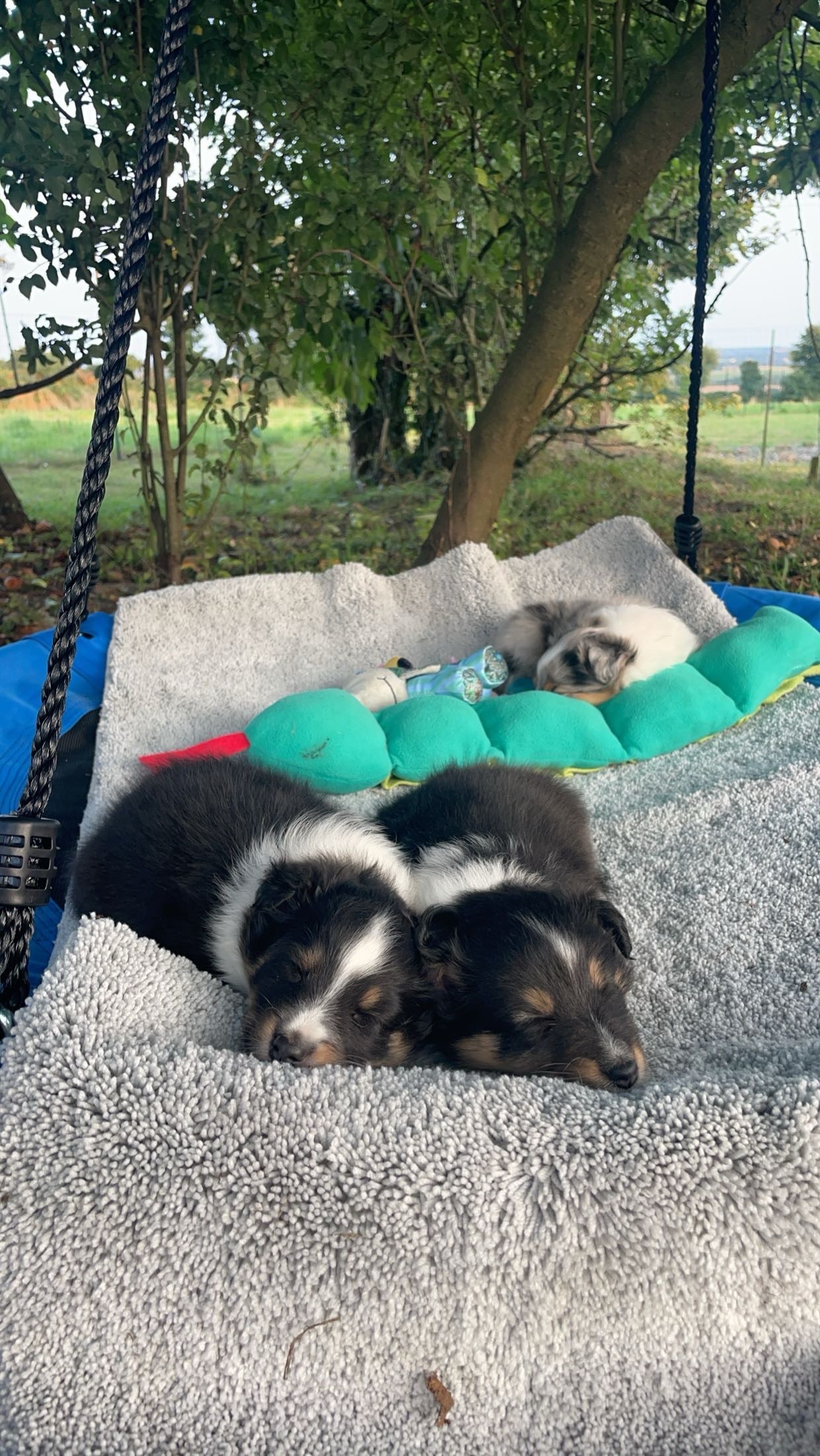 Des Truffes De L'Ouest