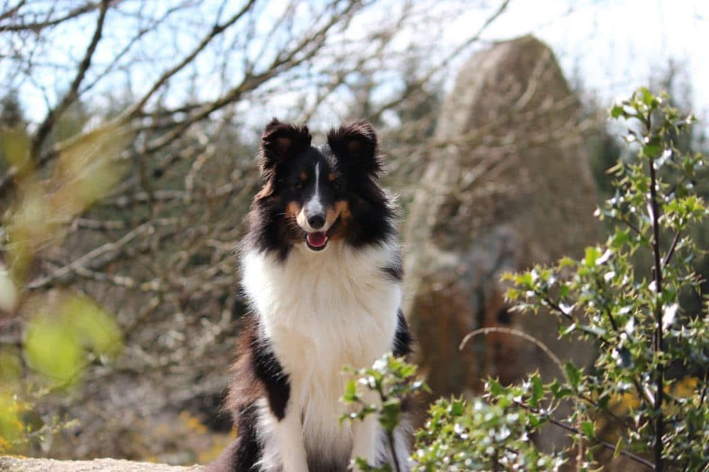 Riley De la foret des reves bleus