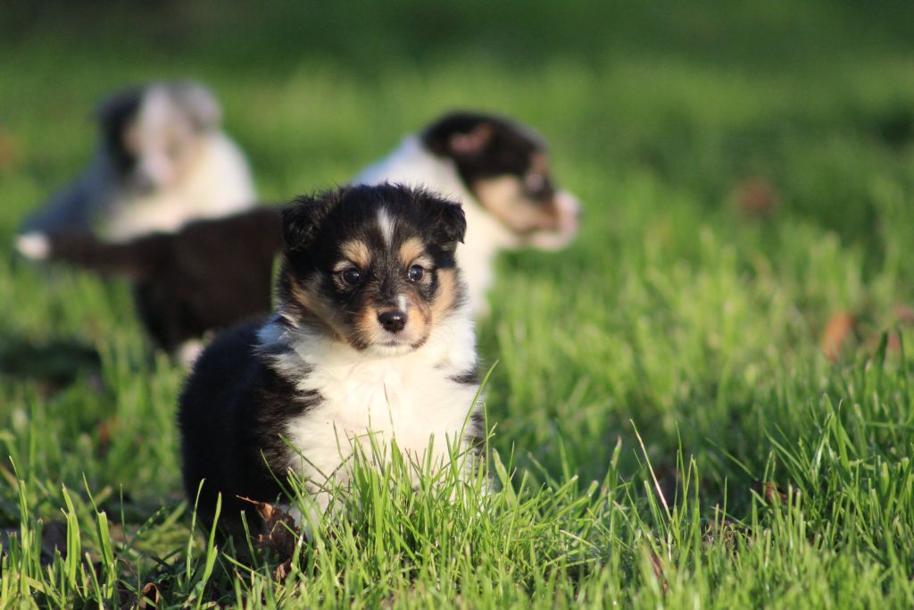 Junior attend une famille 