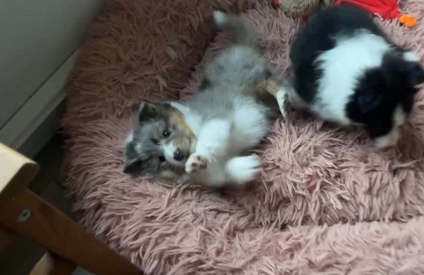 Des Truffes De L'Ouest - Chiots disponibles - Shetland Sheepdog