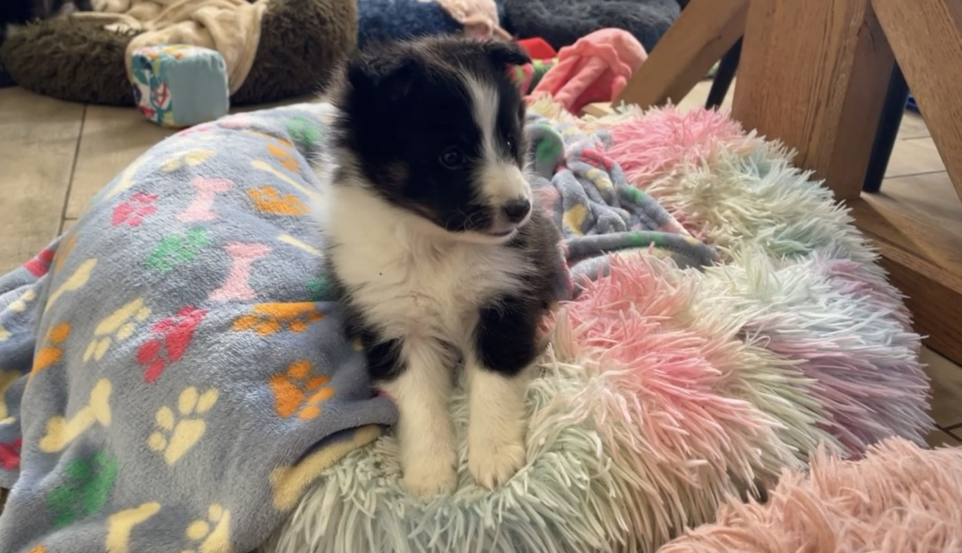 Des Truffes De L'Ouest - Chiots disponibles - Shetland Sheepdog