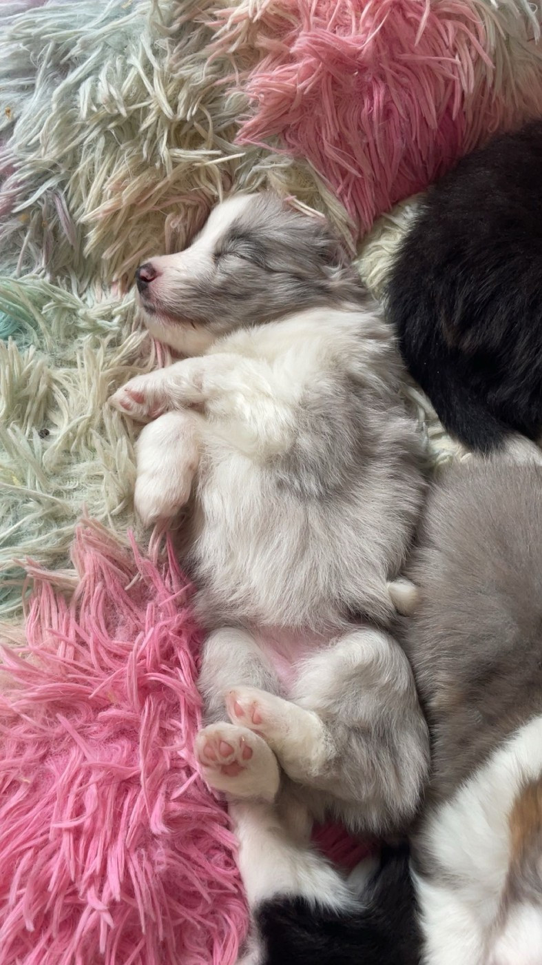 Des Truffes De L'Ouest - Chiots disponibles - Shetland Sheepdog