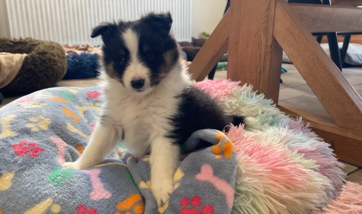 Des Truffes De L'Ouest - Chiots disponibles - Shetland Sheepdog