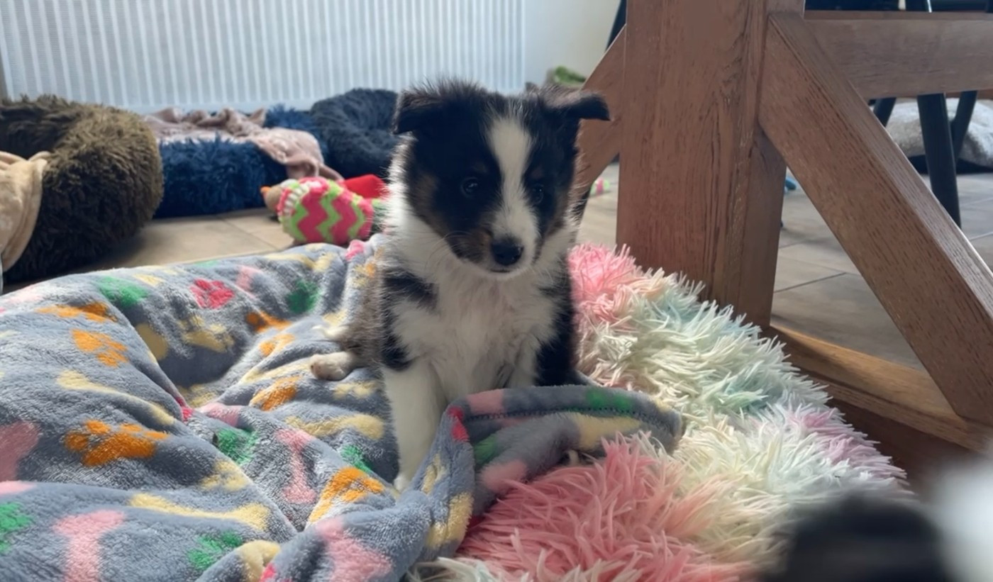 Des Truffes De L'Ouest - Chiots disponibles - Shetland Sheepdog