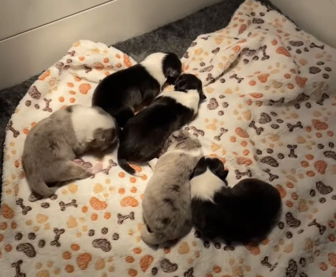 Chiot Shetland Sheepdog Des Truffes De L'Ouest