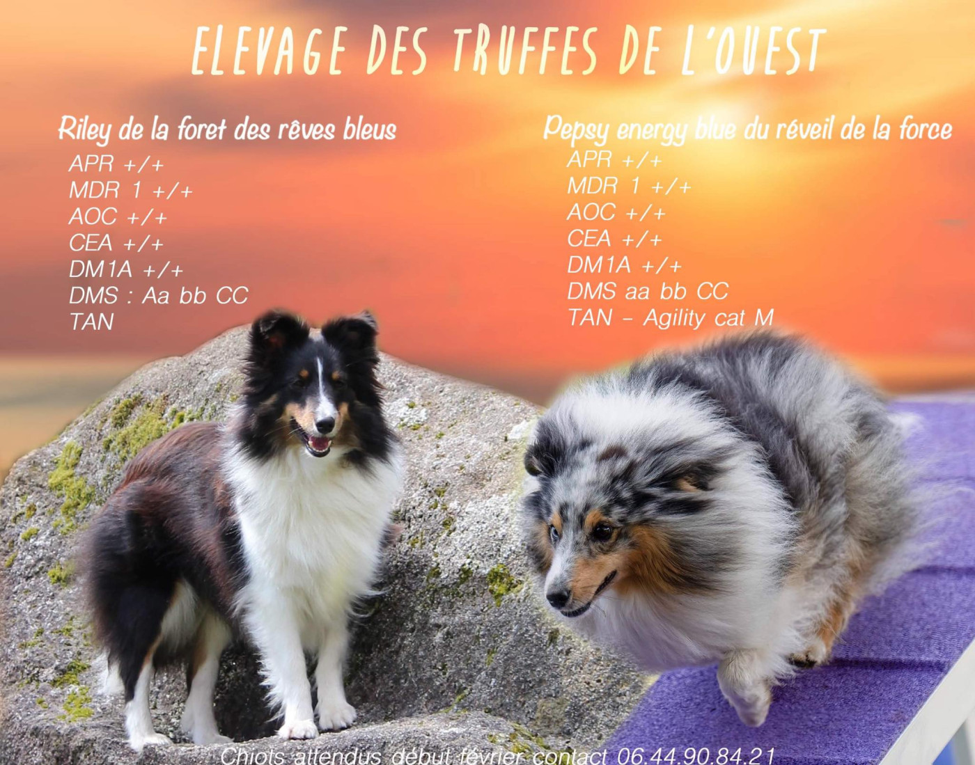 Des Truffes De L'Ouest - Shetland Sheepdog - Portée née le 24/02/2023