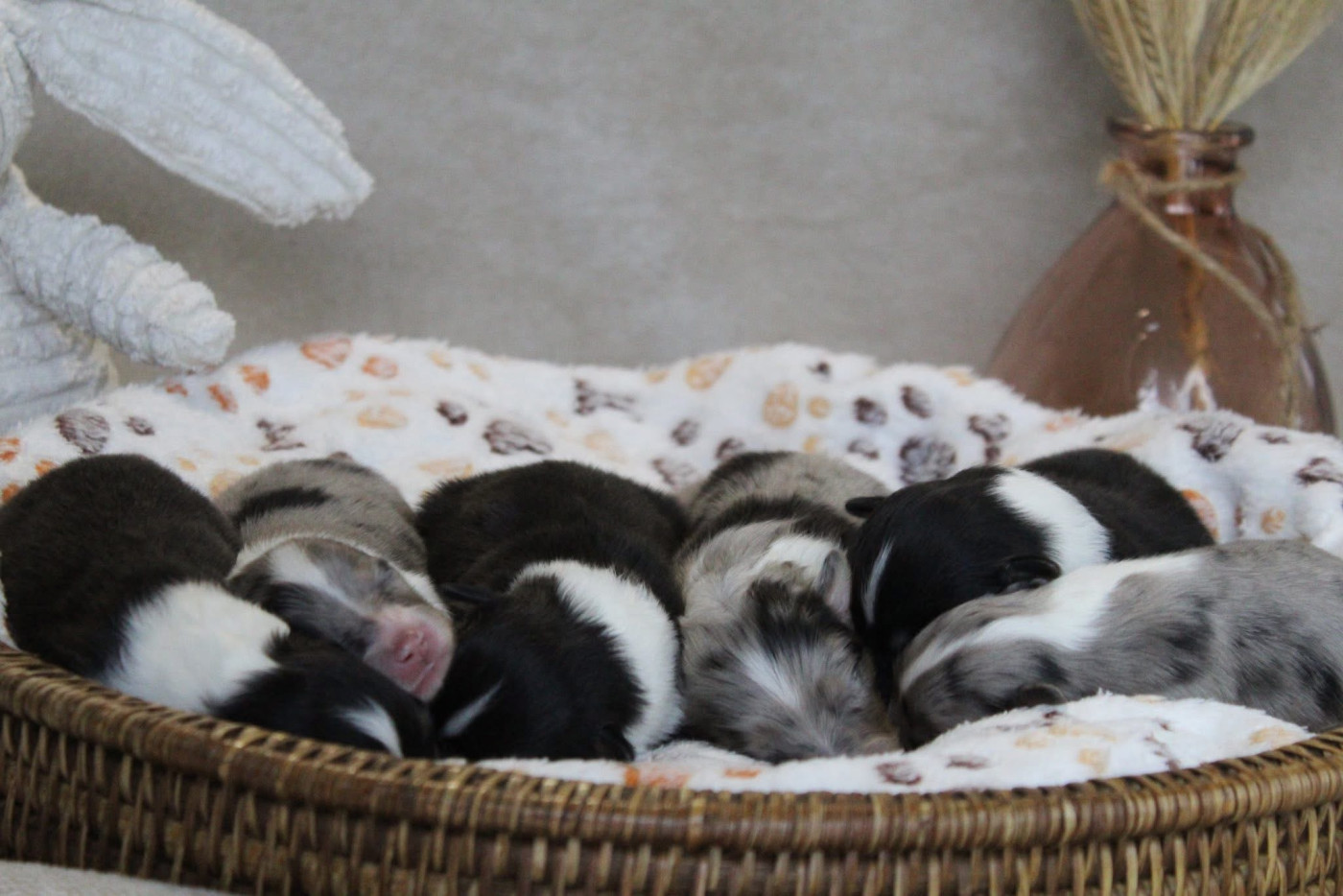 Des Truffes De L'Ouest - Shetland Sheepdog - Portée née le 24/10/2025