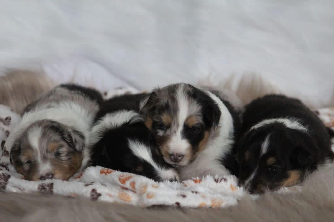 Des Truffes De L'Ouest - Shetland Sheepdog - Portée née le 17/07/2024