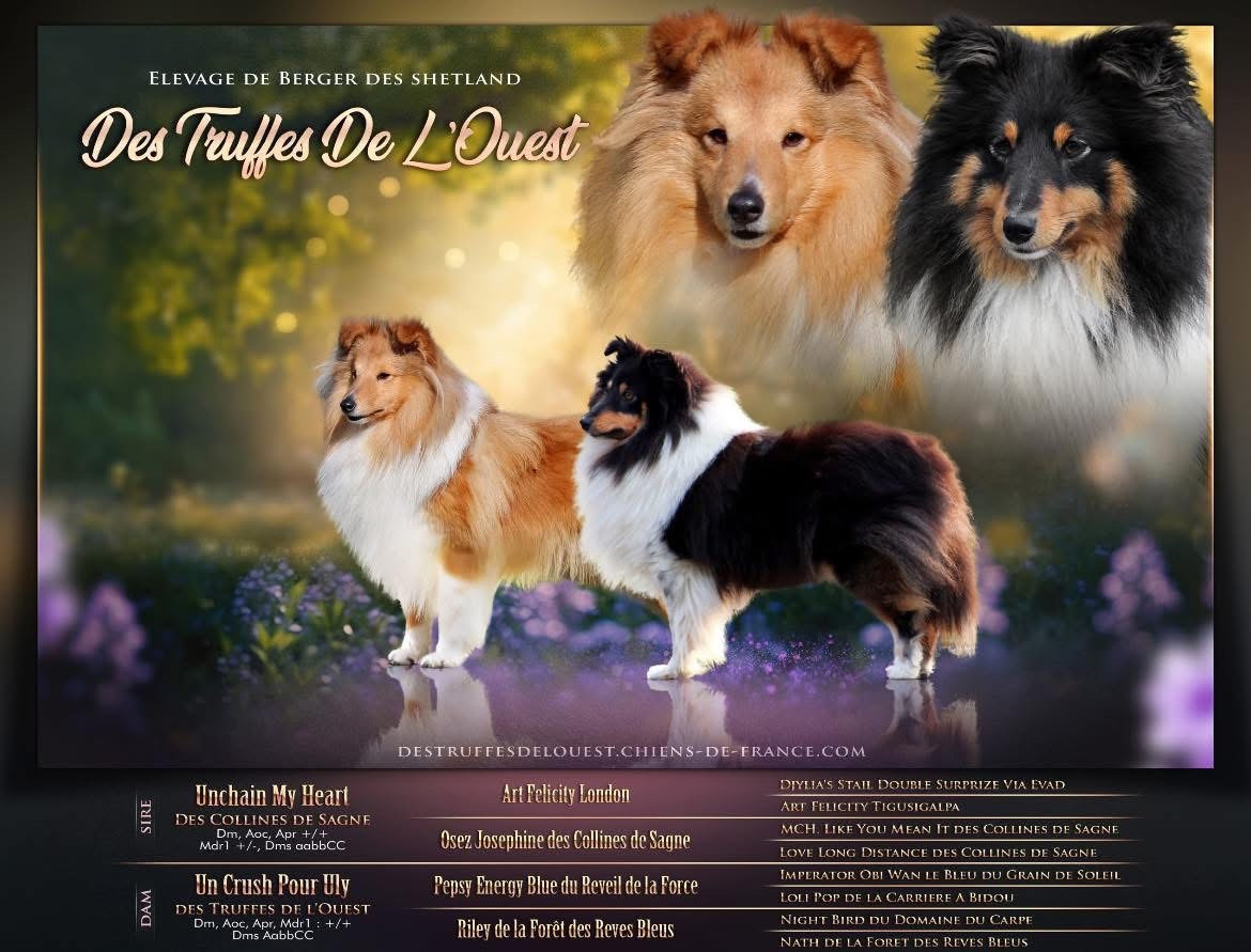 Des Truffes De L'Ouest - Shetland Sheepdog - Portée née le 11/06/2025