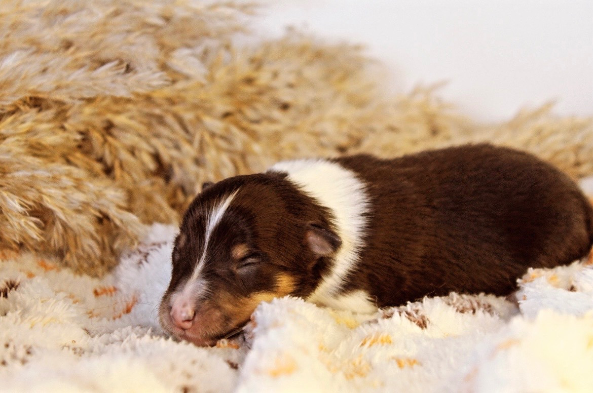 Des Truffes De L'Ouest - Chiots disponibles - Shetland Sheepdog