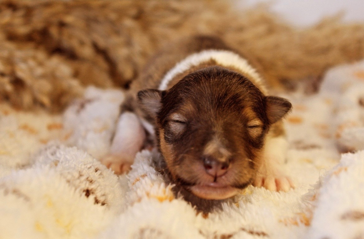Des Truffes De L'Ouest - Chiots disponibles - Shetland Sheepdog