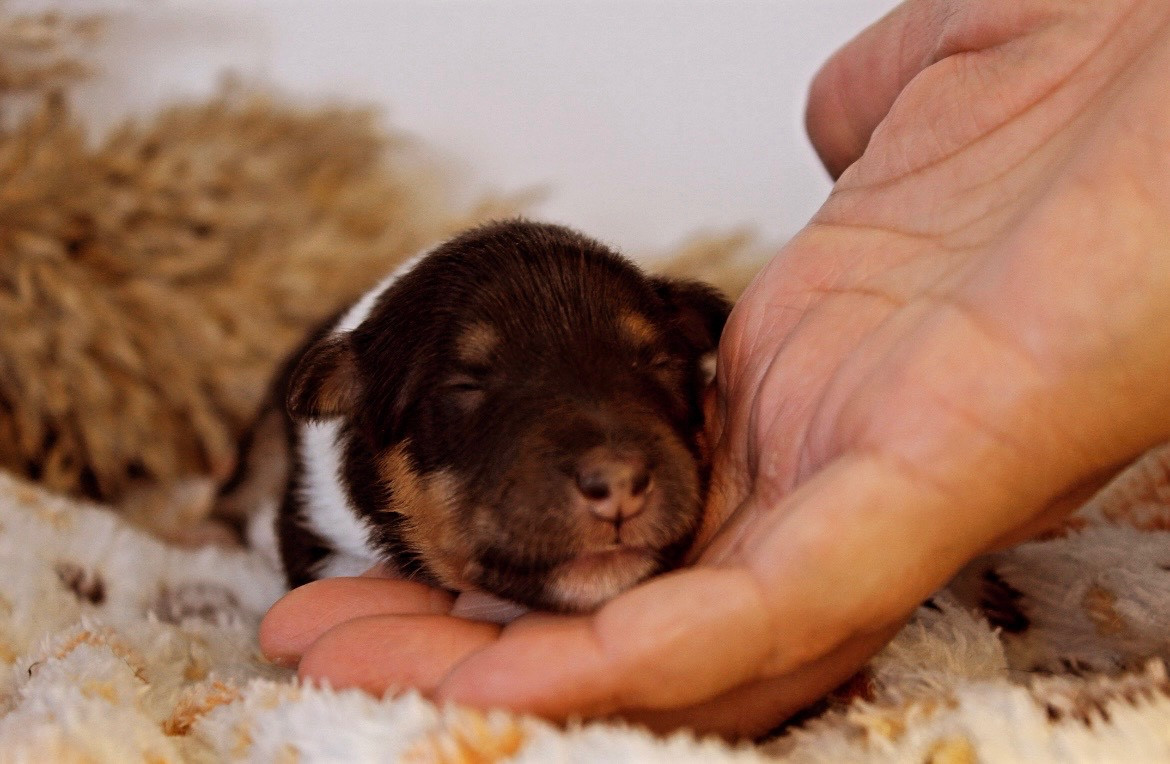 Des Truffes De L'Ouest - Chiots disponibles - Shetland Sheepdog