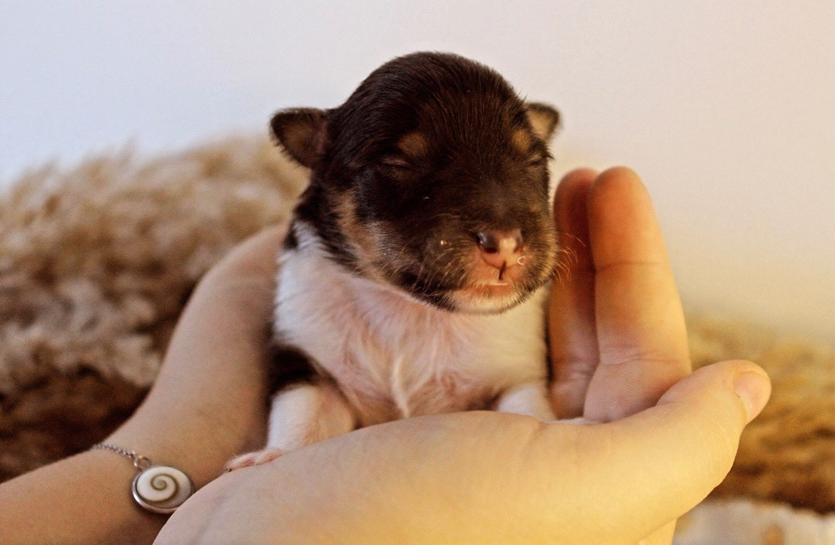 Des Truffes De L'Ouest - Chiots disponibles - Shetland Sheepdog
