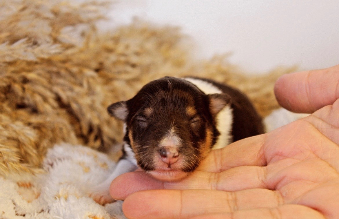 Des Truffes De L'Ouest - Chiots disponibles - Shetland Sheepdog