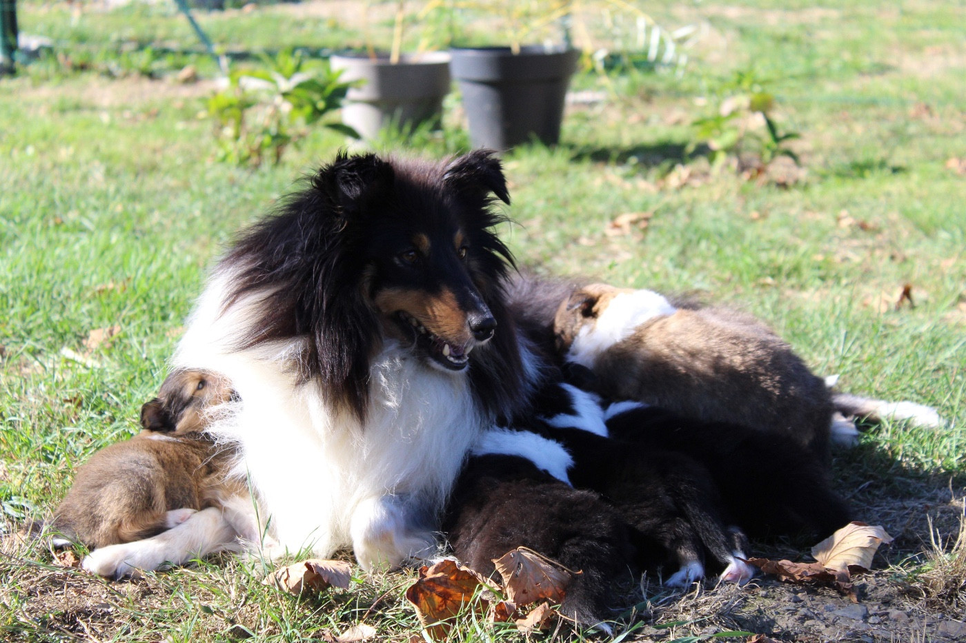 Des Truffes De L'Ouest - Shetland Sheepdog - Portée née le 20/08/2026