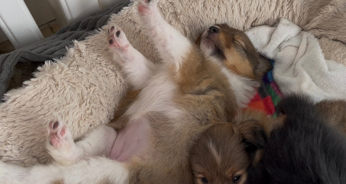 Des Truffes De L'Ouest - Chiots disponibles - Shetland Sheepdog