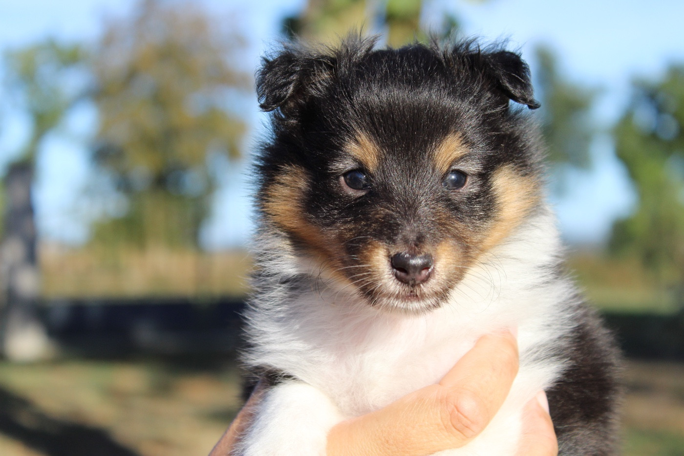 Des Truffes De L'Ouest - Chiots disponibles - Shetland Sheepdog