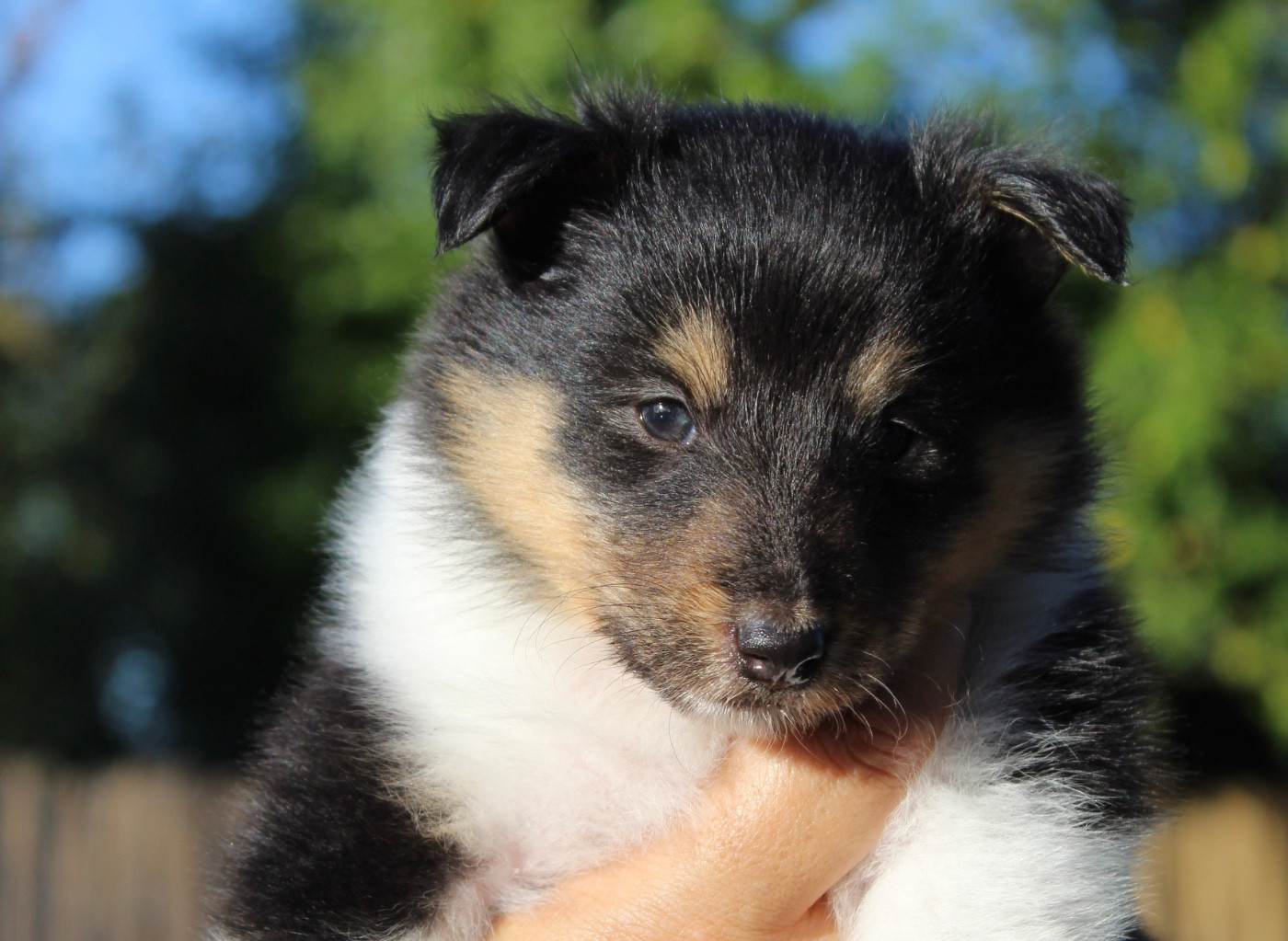 Des Truffes De L'Ouest - Chiots disponibles - Shetland Sheepdog