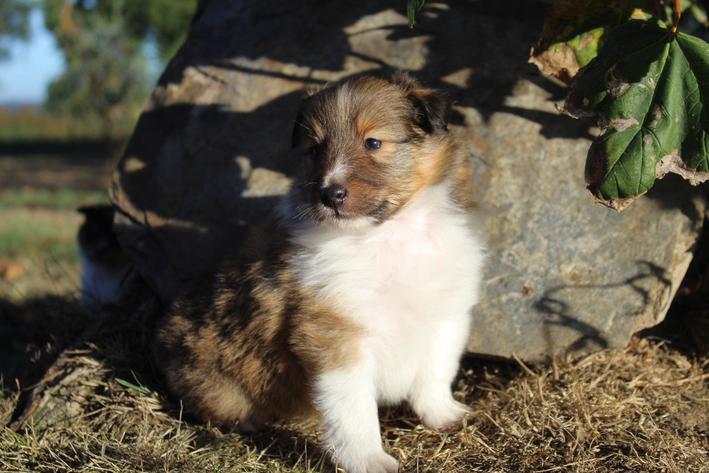 Des Truffes De L'Ouest - Chiots disponibles - Shetland Sheepdog