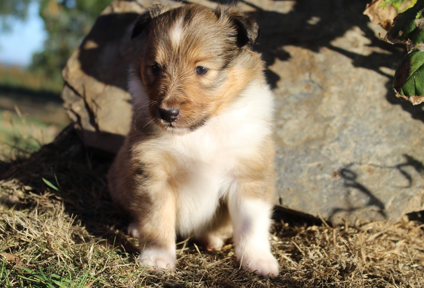 Des Truffes De L'Ouest - Chiots disponibles - Shetland Sheepdog