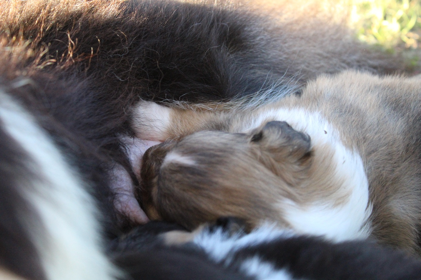 Chiot Shetland Sheepdog Des Truffes De L'Ouest