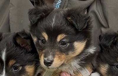 Bella